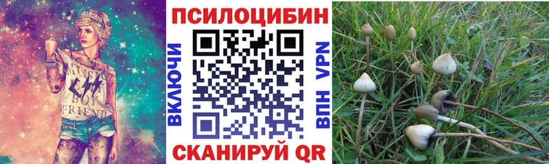 цена Клинцы Псилоцибиновые грибы Cubensis